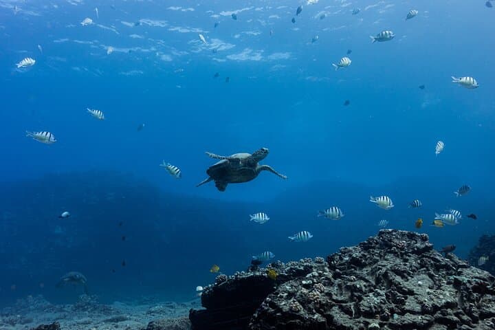 Discover Turtles and Reefs: Try Scuba Diving in Oahu's Maunalua Bay photo 6