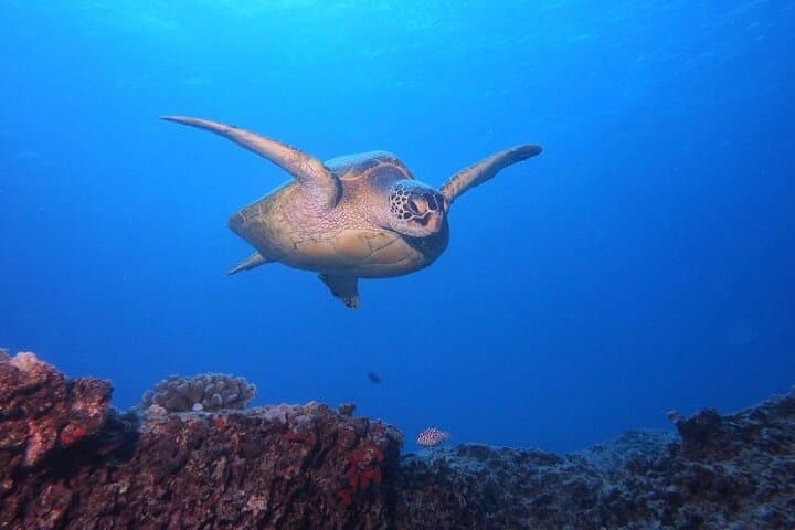 Certified Scuba on Oahu: Two Shallow Reef Dives from Maunalua Bay