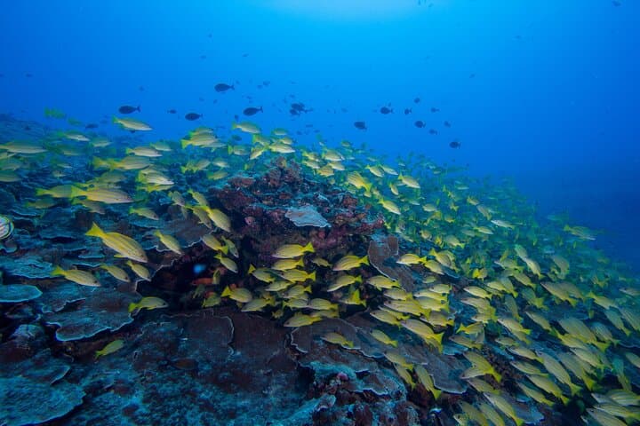 Certified Scuba on Oahu: Two Shallow Reef Dives from Maunalua Bay photo 3