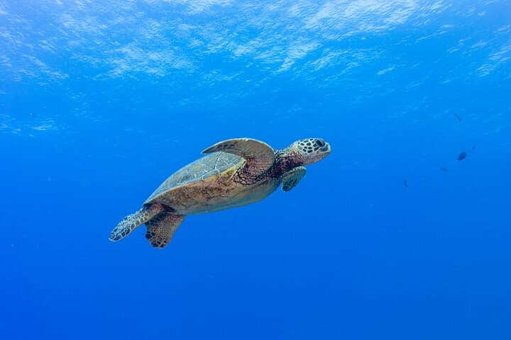 Certified Scuba on Oahu: Two Shallow Reef Dives from Maunalua Bay photo 5