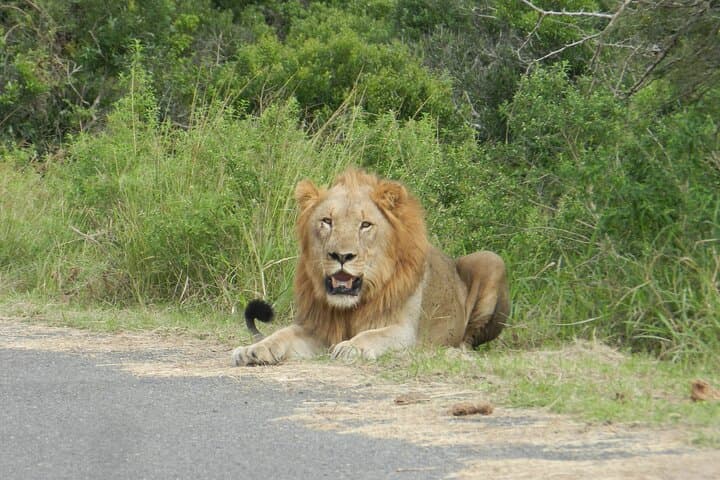 Half-Day Hluhluwe-iMfolozi Big 5 Safari: Morning Game Drive from St Lucia