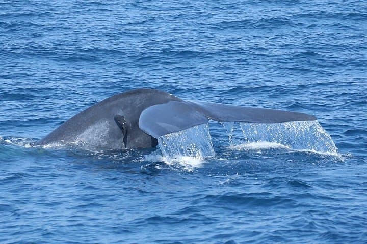 Mirissa Whale Watching on the Queen Whale — Dolphins, Sea Bath & Ethical Boat Safari photo 2