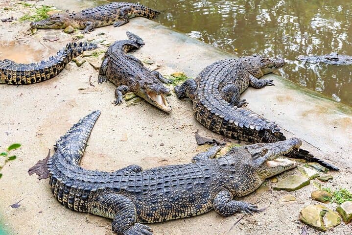 Dubai Crocodile Park Tickets & Transfers – Visitor Guide photo 2