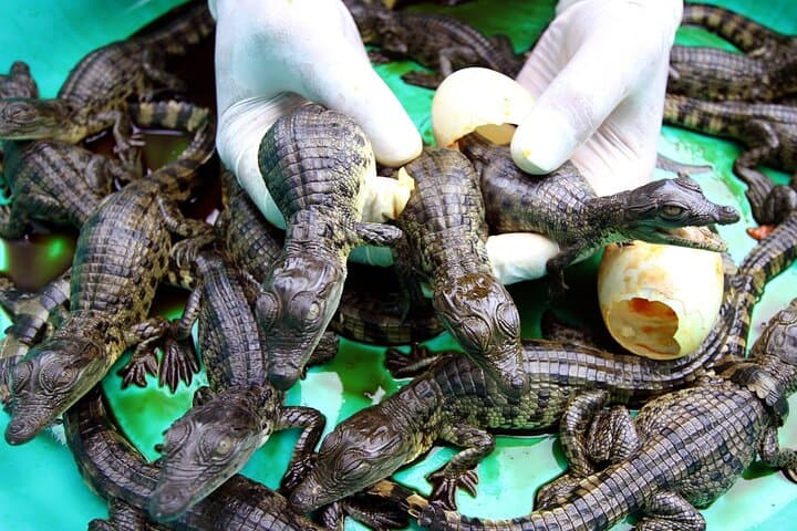Dubai Crocodile Park Tickets & Transfers – Visitor Guide photo 3