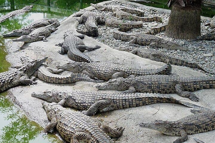 Dubai Crocodile Park Tickets & Transfers – Visitor Guide photo 4