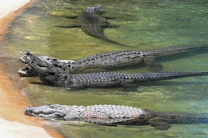 Dubai Crocodile Park Tickets & Transfers – Visitor Guide photo 5