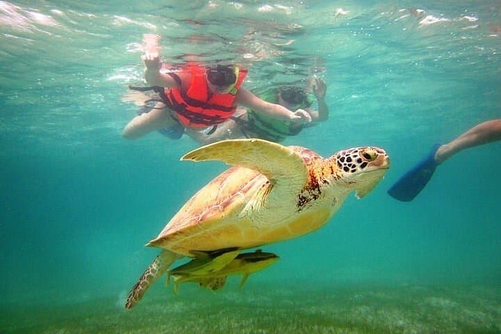Tulum, Mariposa Cenote & Akumal: Turtle-Swim Day Trip from Riviera Maya photo 2