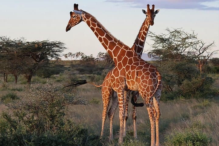 6-Day Private Kenyan Safari: Samburu, Lake Nakuru & Maasai Mara photo 4