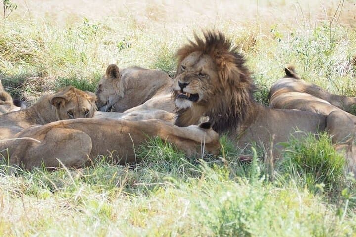 2-Day Guided Safari in Tsavo East — Game Drives & Overnight at Lion Hill Lodge photo 1