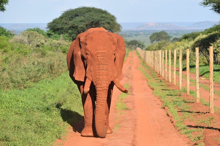 2-Day Guided Safari in Tsavo East — Game Drives & Overnight at Lion Hill Lodge photo 2