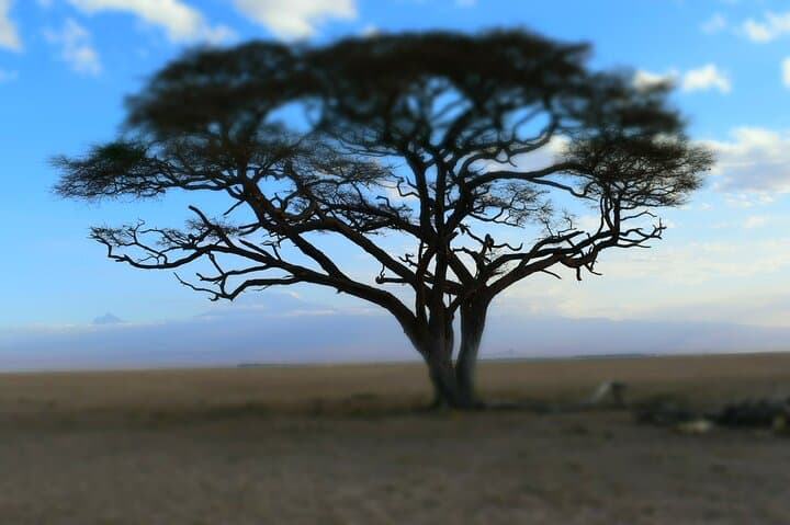 2-Day Guided Safari in Tsavo East — Game Drives & Overnight at Lion Hill Lodge photo 4