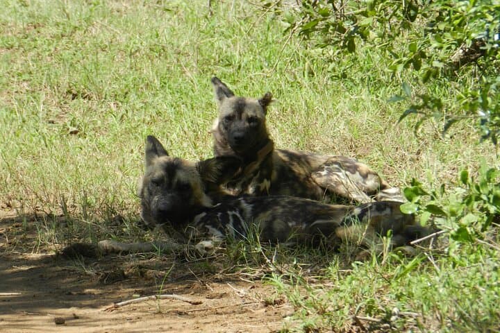 Full-Day Hluhluwe-iMfolozi Park Big 5 Safari Experience photo 2