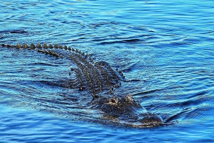 Everglades Small-Group Airboat Tour from Miami — 4–5 Hour Wildlife Experience photo 2