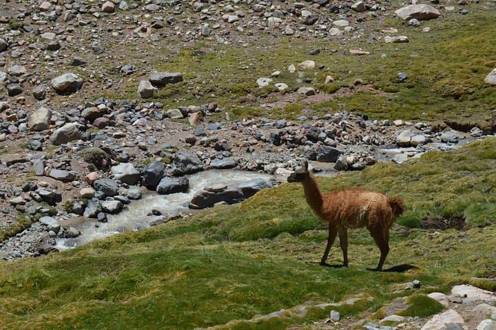 Laguna Blanca & Arroyo Turquesa: High-Andes Tour from Barreal, San Juan, Argentina photo 5