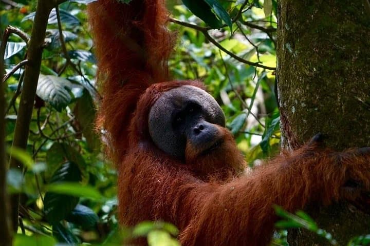 2-Day Bukit Lawang Jungle Trek: Orangutans, River Camps & Tubing photo 2