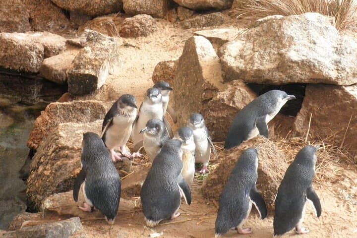 Victor Harbor & Fleurieu Peninsula Day Tour from Adelaide — Beaches, Wharfs, and Granite Island photo 2