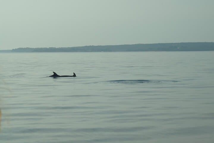 Sunset Dolphin-Watching Cruise in Brijuni Archipelago photo 2
