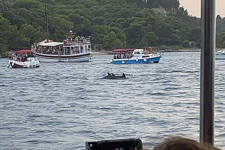 Sunset Dolphin-Watching Cruise in Brijuni Archipelago photo 5