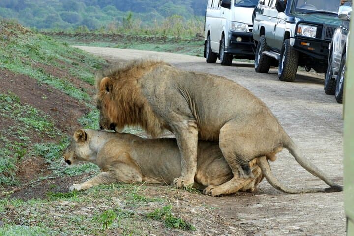 Inside Nairobi’s Wild Heart: Private Safari, Elephant Orphanage & Giraffe Centre Experience photo 4