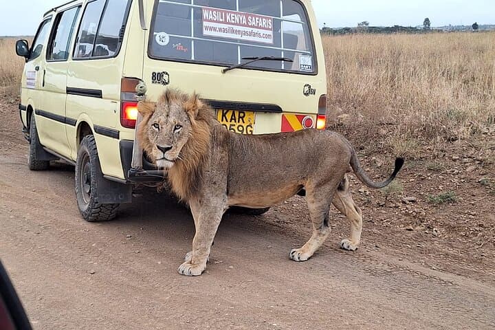 Inside Nairobi’s Wild Heart: Private Safari, Elephant Orphanage & Giraffe Centre Experience photo 3
