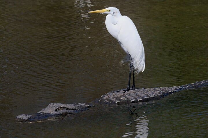 Lake Apopka Wildlife Drive Eco Tour — Lunch in Tavares and Moonshine Tasting in Yalaha