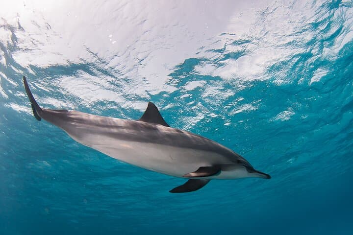Sataya Overnight: 2-Day Liveaboard to Egypt’s Dolphin Reef photo 4