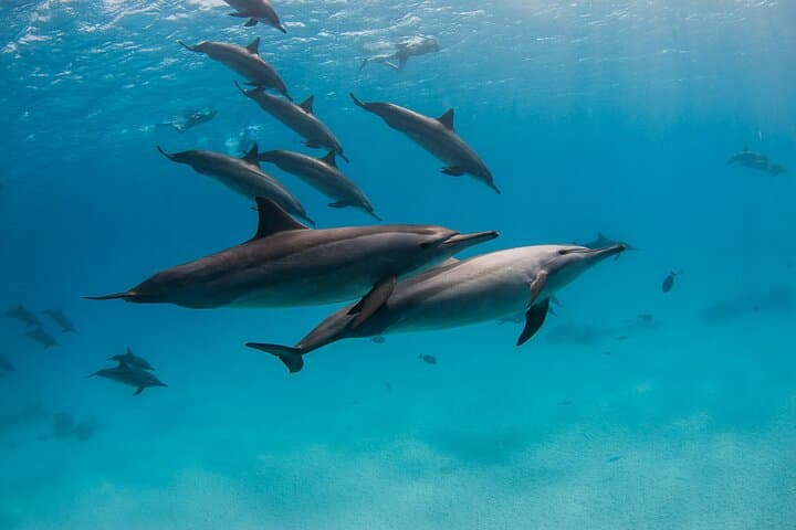 Sataya Overnight: 2-Day Liveaboard to Egypt’s Dolphin Reef photo 5