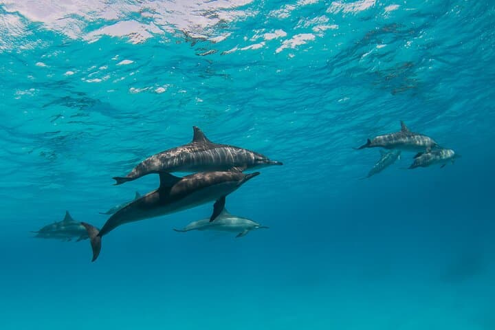 Sataya Overnight: 2-Day Liveaboard to Egypt’s Dolphin Reef photo 6