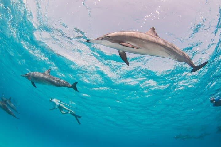 Sataya Overnight: 2-Day Liveaboard to Egypt’s Dolphin Reef