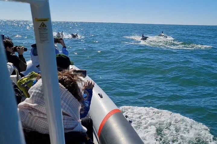 Meet the Lisbon Dolphins: Small-Group Dolphin Watching & Research Cruise photo 3