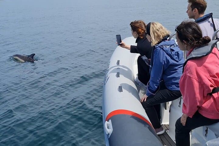 Meet the Lisbon Dolphins: Small-Group Dolphin Watching & Research Cruise photo 5
