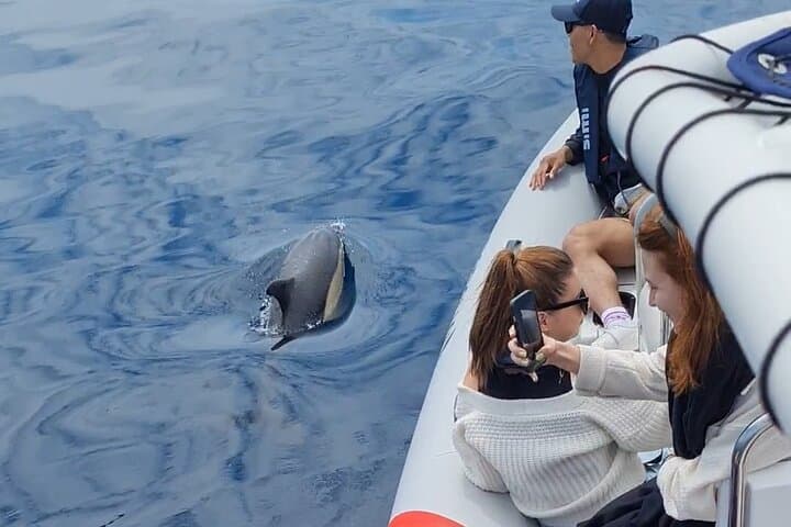 Meet the Lisbon Dolphins: Small-Group Dolphin Watching & Research Cruise photo 4