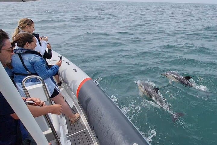 Meet the Lisbon Dolphins: Small-Group Dolphin Watching & Research Cruise photo 2