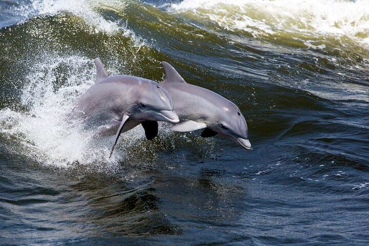 Private 2-Hour Dolphin Sightseeing Tour in Cocoa Beach: BYOB Wildlife Cruise photo 3