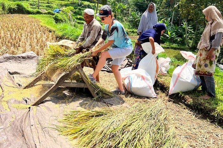 Lombok Rice Terrace Walking Tour with Benang Kelambu Waterfall & Monkey Forest photo 6