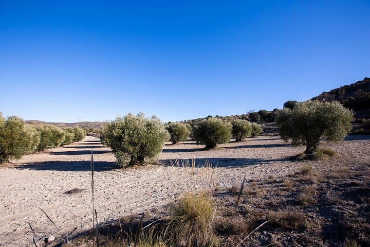 Paella, Olive Oil, Wine & Relax at a Rural Estate near Madrid photo 4