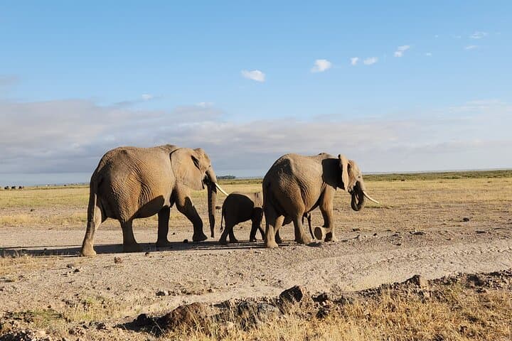 2-Day Amboseli Private Safari: Kilimanjaro Views & Elephant Herds photo 6