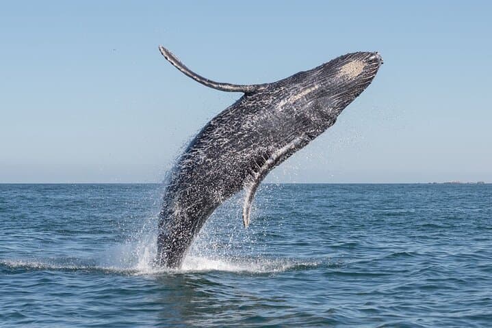 Private Luxury Sailing & Snorkel Tour from San José del Cabo — Palmilla Beach, Whale Watching & Paddleboards photo 6
