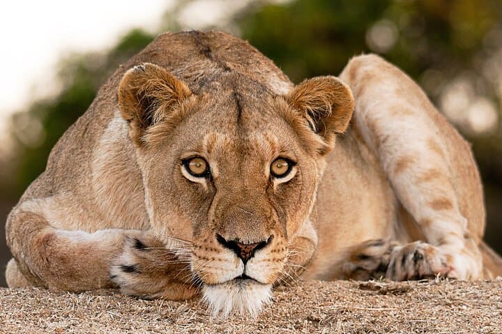 Lake Manyara Day Safari: Tree-Climbing Lions & Premier Birding from Arusha photo 3