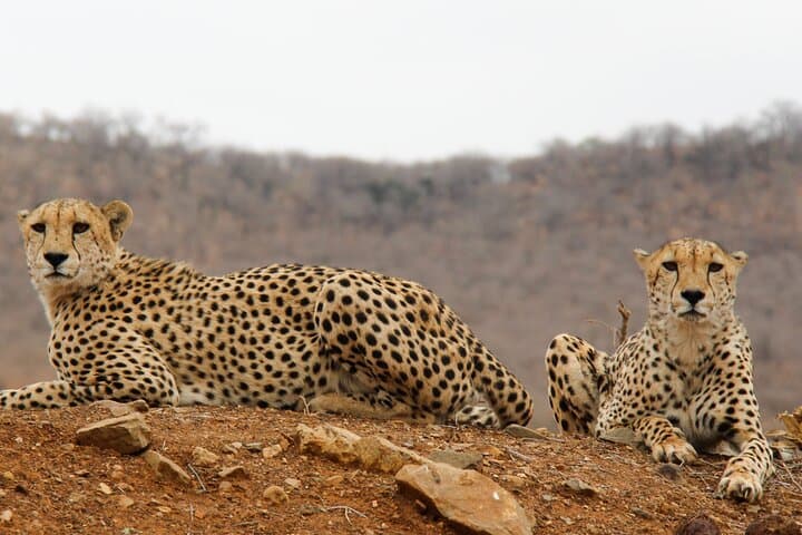 Lake Manyara Day Safari: Tree-Climbing Lions & Premier Birding from Arusha photo 6