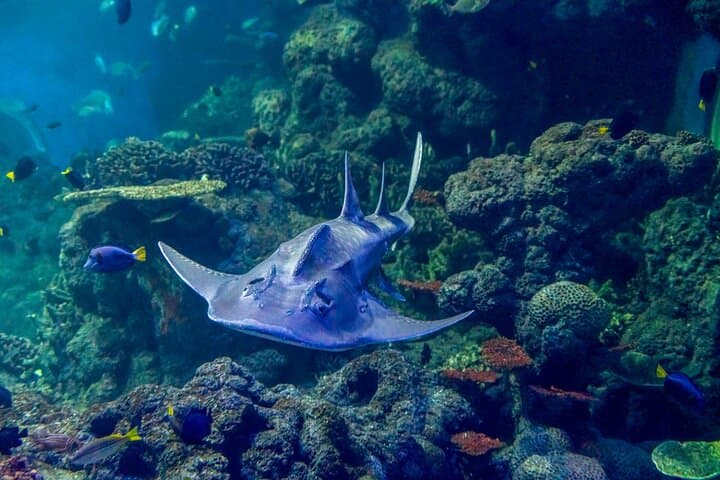 Oman Aquarium: Underwater Tunnel, Penguin Feeding & Marine Wonders in Muscat photo 4