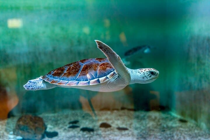 Oman Aquarium: Underwater Tunnel, Penguin Feeding & Marine Wonders in Muscat photo 5