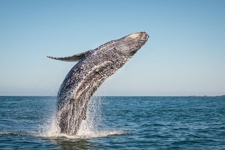 Private Luxury Sailing & Snorkel Tour from San José del Cabo — Palmilla Beach, Whale Watching & Paddleboards photo 5