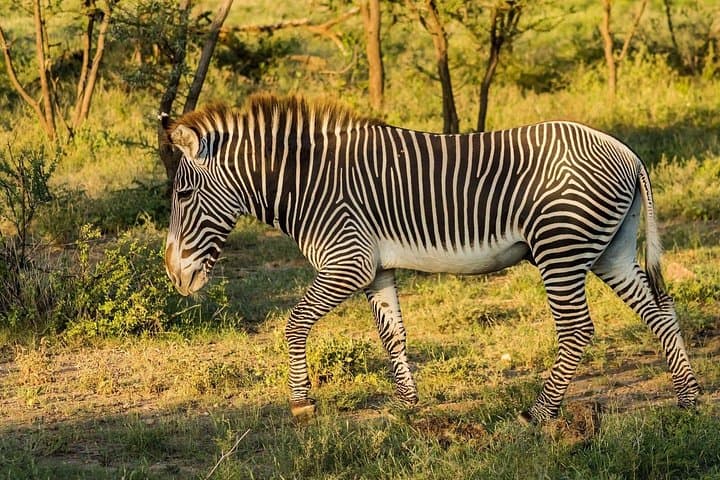 4-Day Mid-Luxury Safari: Lake Nakuru & Masai Mara Big Five Adventure photo 2