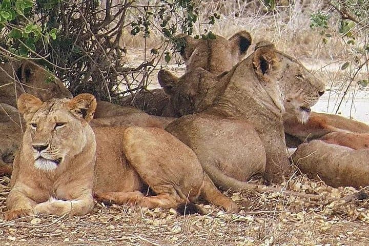 4-Day Mid-Luxury Safari: Lake Nakuru & Masai Mara Big Five Adventure photo 4