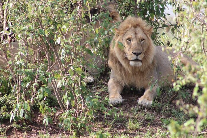 10-Day Private Kenya Safari: Maasai Mara, Nakuru, Amboseli, Tsavo & Diani Beach photo 1