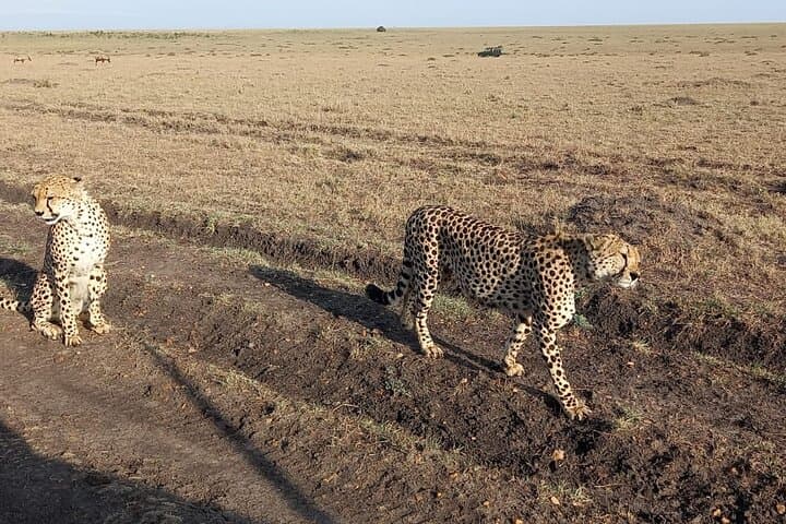 10-Day Private Kenya Safari: Maasai Mara, Nakuru, Amboseli, Tsavo & Diani Beach photo 2