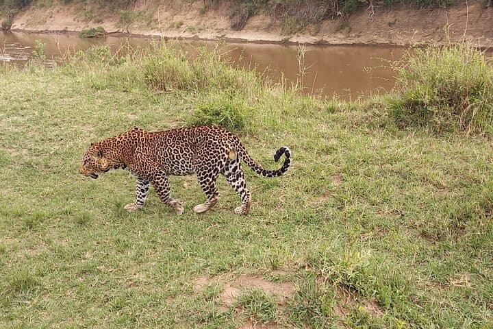 10-Day Private Kenya Safari: Maasai Mara, Nakuru, Amboseli, Tsavo & Diani Beach photo 3