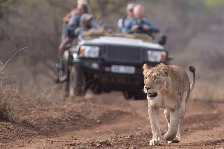 Big 5 Luxury Safari from Richards Bay to Manyoni Private Game Reserve photo 3