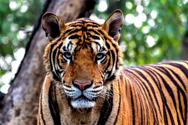 Taj, Tigers & Tropical Beaches: 9-Day India Journey from Delhi photo 4